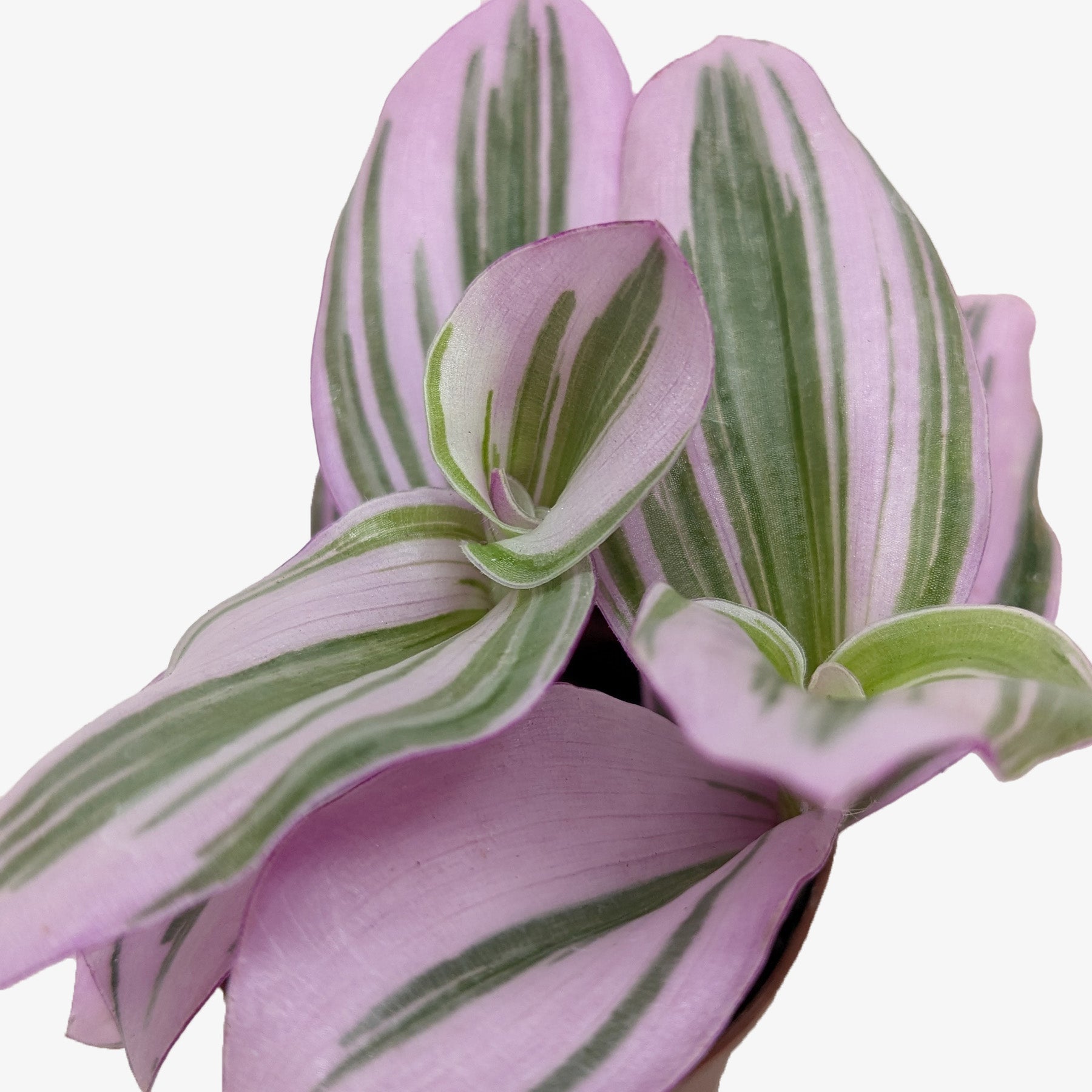Tradescantia Nanouk — Pink Variegated Houseplant live plant