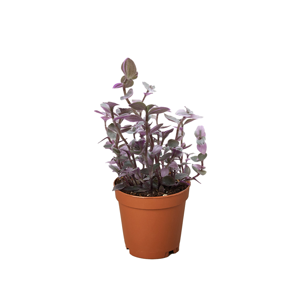 Pink Panther Callisia — Colorful Trailing Houseplant live plant