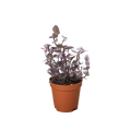 Pink Panther Callisia — Colorful Trailing Houseplant
