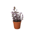 Pink Panther Callisia — Colorful Trailing Houseplant live plant