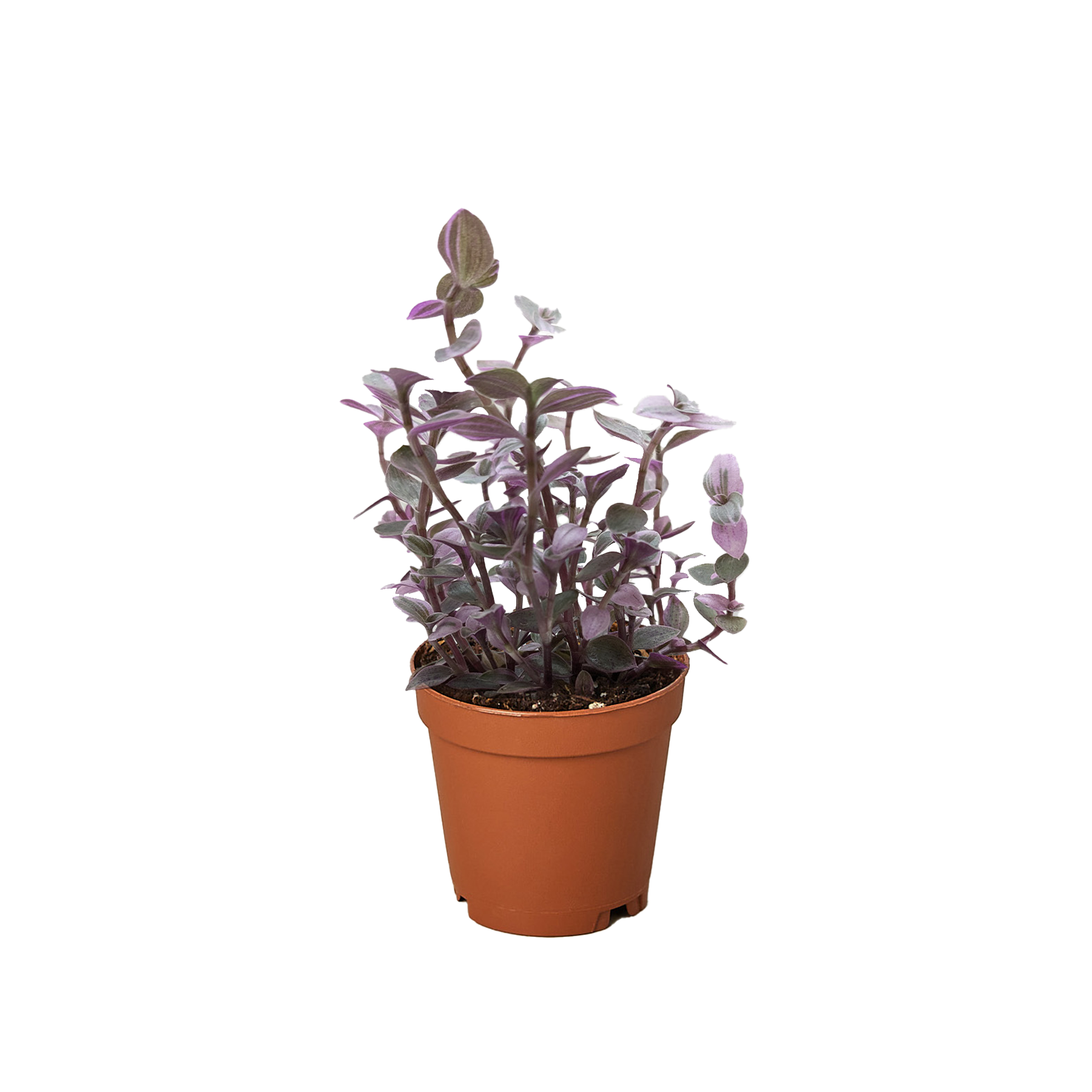 Pink Panther Callisia — Colorful Trailing Houseplant live plant