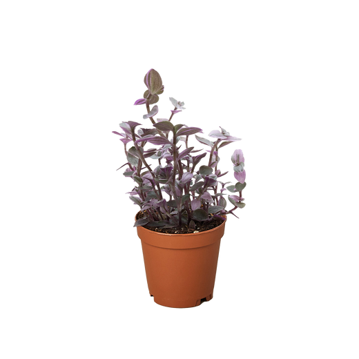 Pink Panther Callisia — Colorful Trailing Houseplant