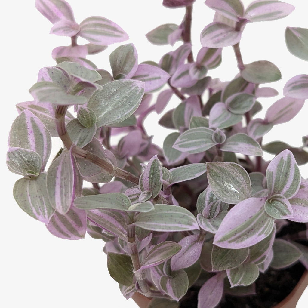 Pink Panther Callisia — Colorful Trailing Houseplant live plant