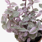 Pink Panther Callisia — Colorful Trailing Houseplant live plant