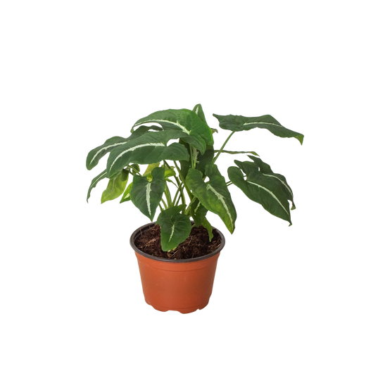 Syngonium wendlandii 'Black Velvet'