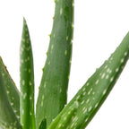 Aloe Vera — Easy-Care Succulent live plant