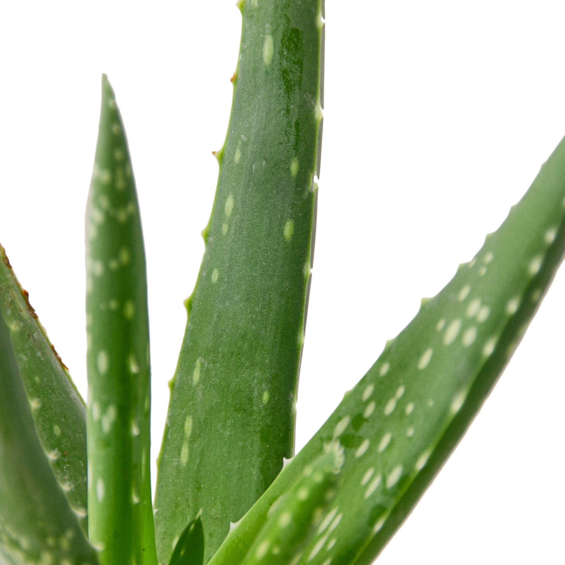 Aloe Vera — Easy-Care Succulent live plant