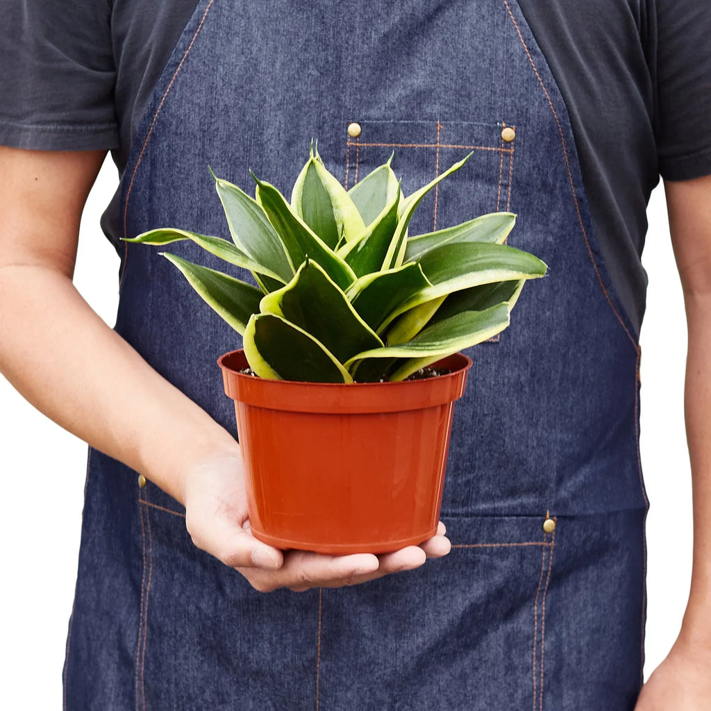 Black Gold Snake Plant — Golden-Edged Foliage live plant