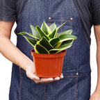 Black Gold Snake Plant — Golden-Edged Foliage live plant