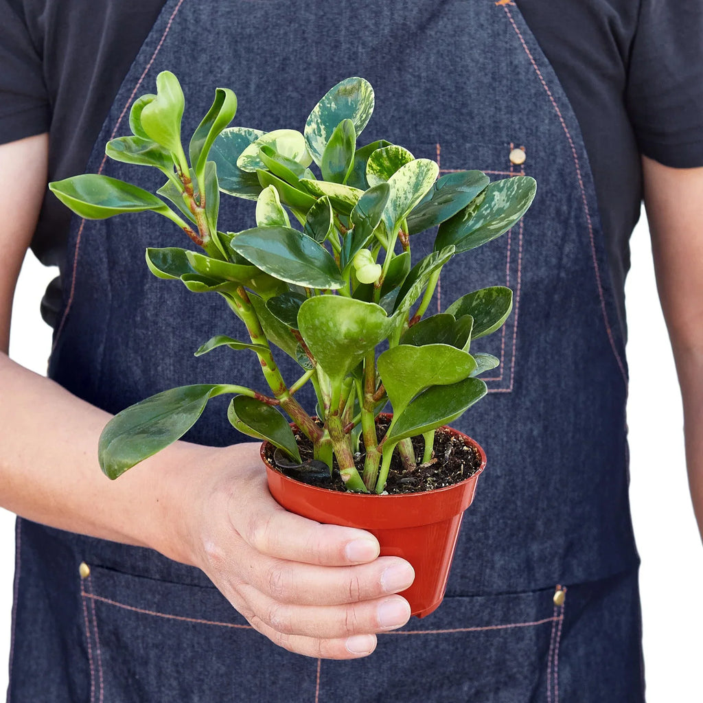 Marble Peperomia — Variegated Baby Rubber Plant live plant
