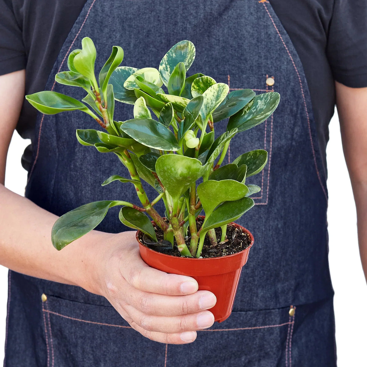 Marble Peperomia — Variegated Baby Rubber Plant live plant