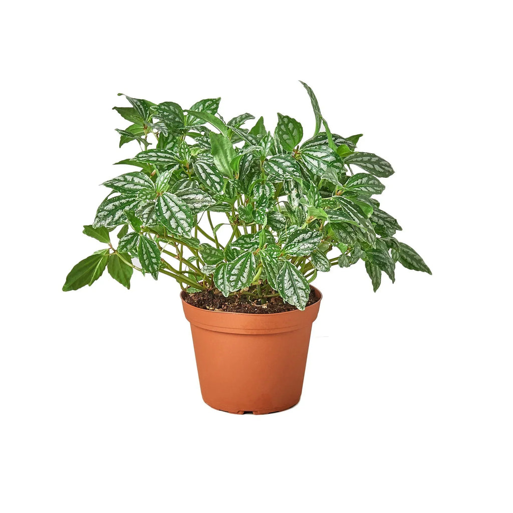 Aluminum Plant — Pilea Cadierei live plant