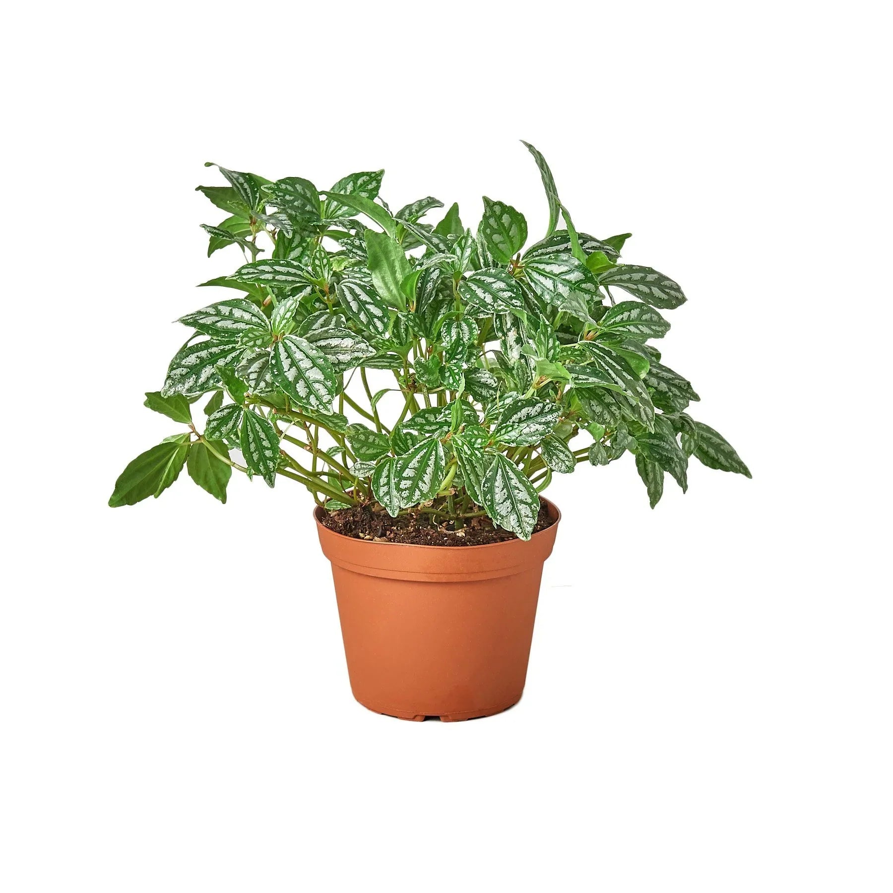 Aluminum Plant — Pilea Cadierei live plant