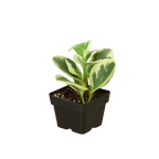 Marble Peperomia — Variegated Baby Rubber Plant live plant