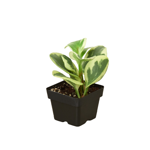 Marble Peperomia — Variegated Baby Rubber Plant live plant