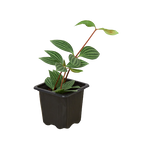Peperomia 'Parallel'