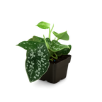 Pothos 'Satin'