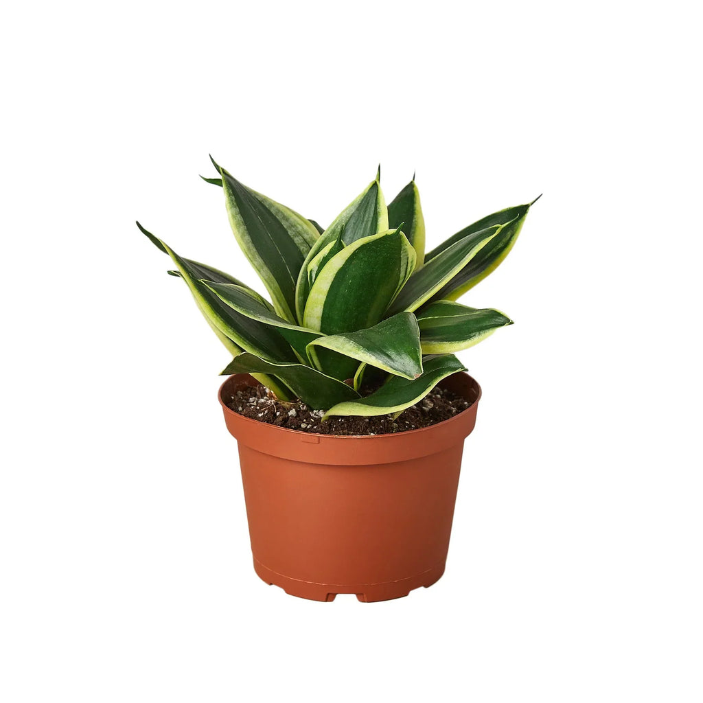Black Gold Snake Plant — Golden-Edged Foliage live plant