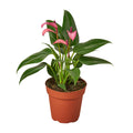 Purple Anthurium — Flowering Houseplant