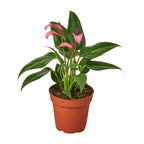 Purple Anthurium — Flowering Houseplant live plant