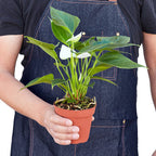 White Anthurium — Flowering Houseplant live plant