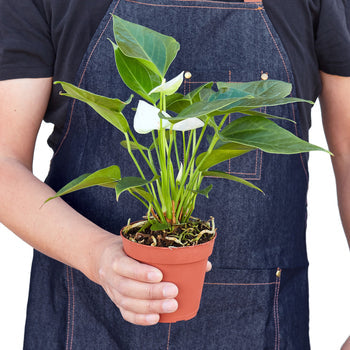 White Anthurium — Flowering Houseplant live plant
