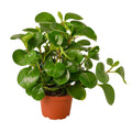 Peperomia Thailand — 6-Inch Pot