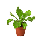Bird's Nest Fern — Nidus Indoor Fern live plant