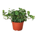 English Ivy Green California — 6-Inch Pot