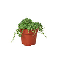 String of Pearls — Trailing Succulent