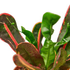 Mammy Croton — Colorful Curled Foliage live plant
