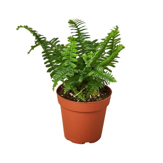Jester's Crown Fern - 4"