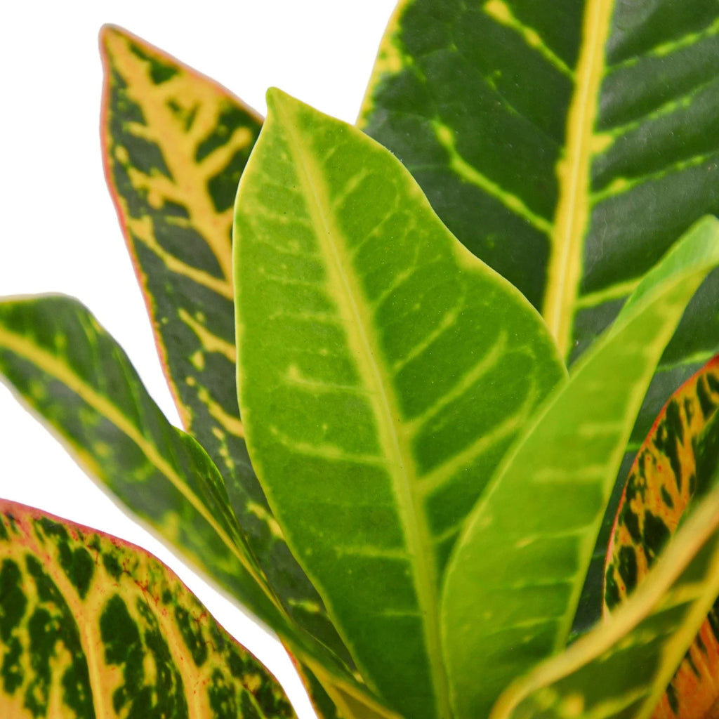 Petra Croton — Colorful Tropical Houseplant live plant