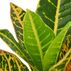 Petra Croton — Colorful Tropical Houseplant live plant