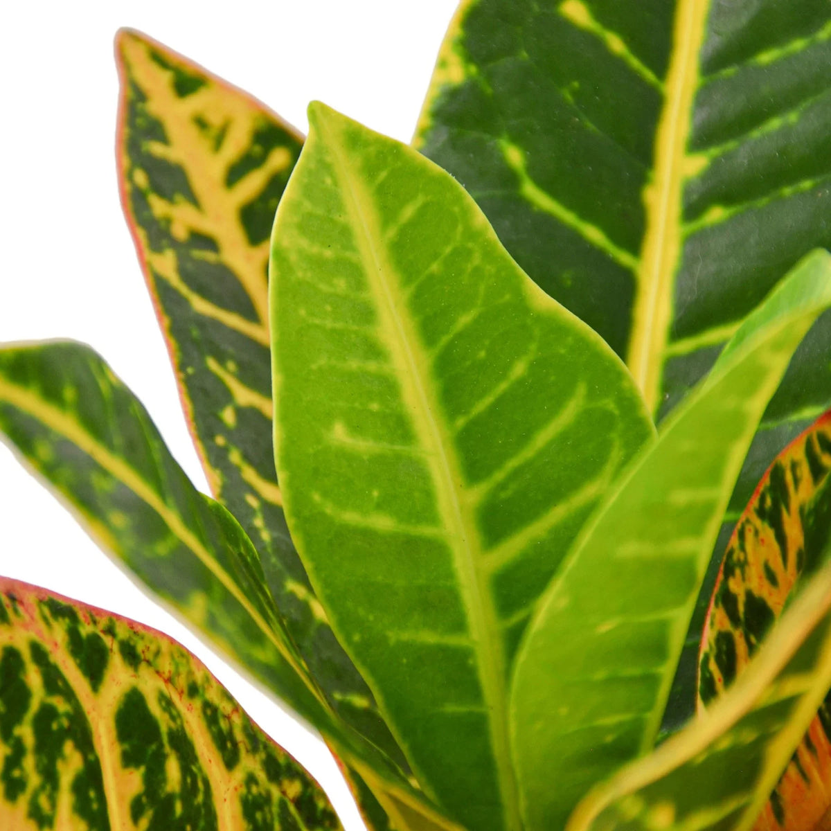 Petra Croton — Colorful Tropical Houseplant live plant