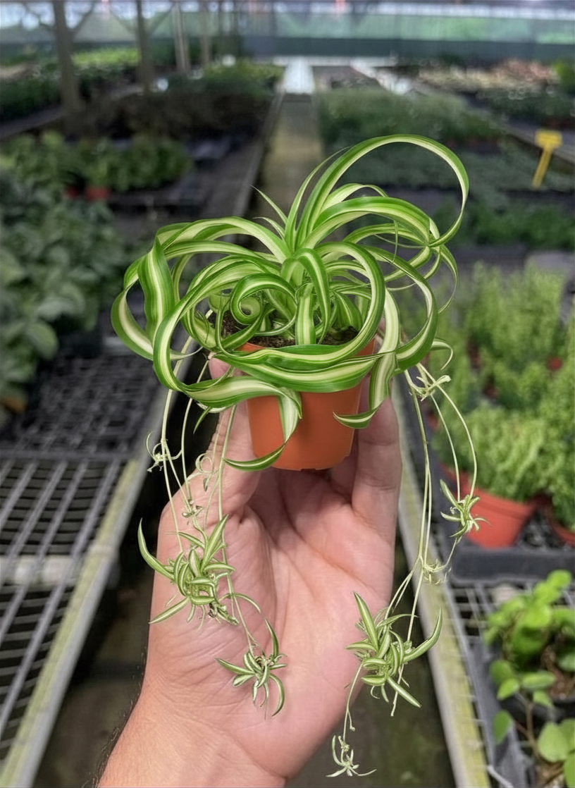 Bonnie Spider Plant — Curly Spider Plant live plant
