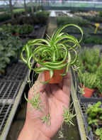 Bonnie Spider Plant — Curly Spider Plant live plant