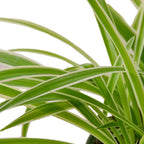 Reverse Spider Plant — Variegated Houseplant live plant
