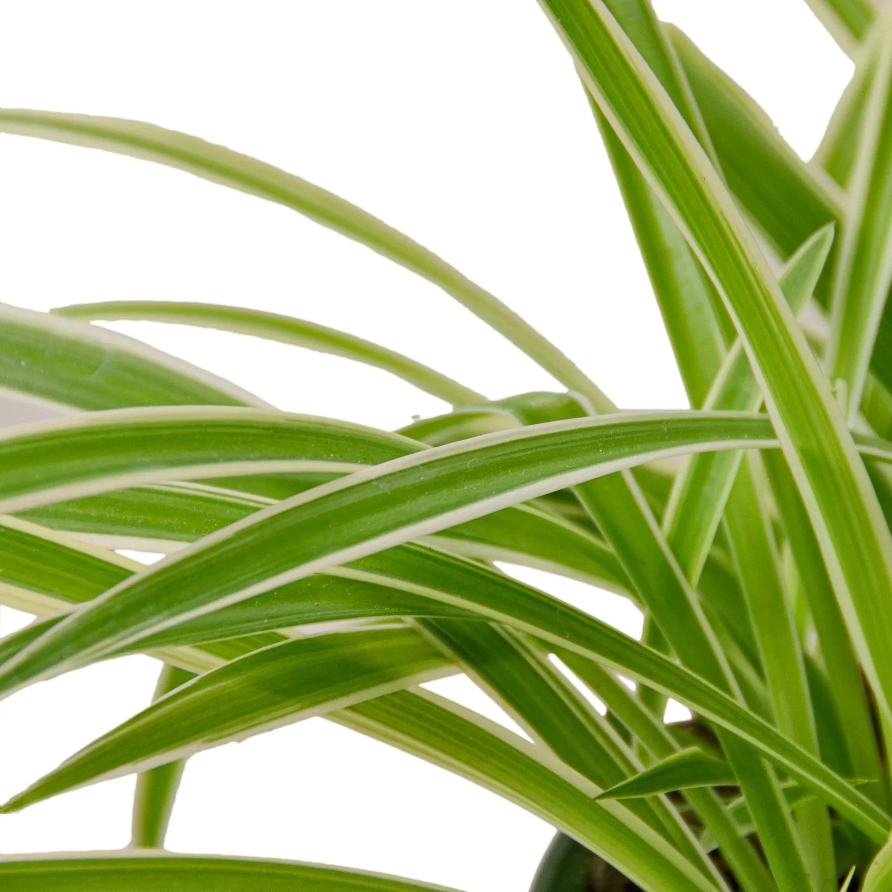 Reverse Spider Plant — Variegated Houseplant live plant