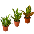 Croton Variety Pack / 4" Pot — 3-Plant Set