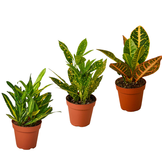 Croton Variety Pack / 4" Pot — 3-Plant Set