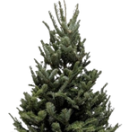 3'-4' Fraser Fir Christmas Tree with Stand