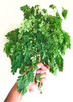 Moringa (Moringa oleifera)