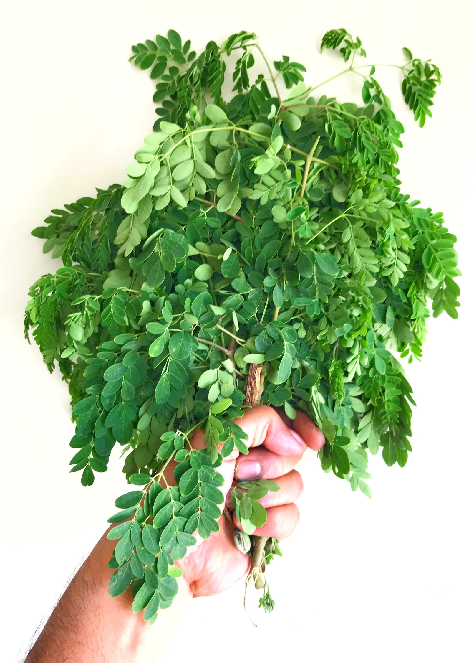 Moringa (Moringa oleifera)