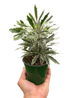 Aralia 'Bianca'