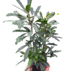 Aralia 'Green'