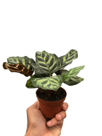 Calathea 'Makoyana'