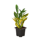 Gold Dust Croton — Speckled Tropical Foliage live plant