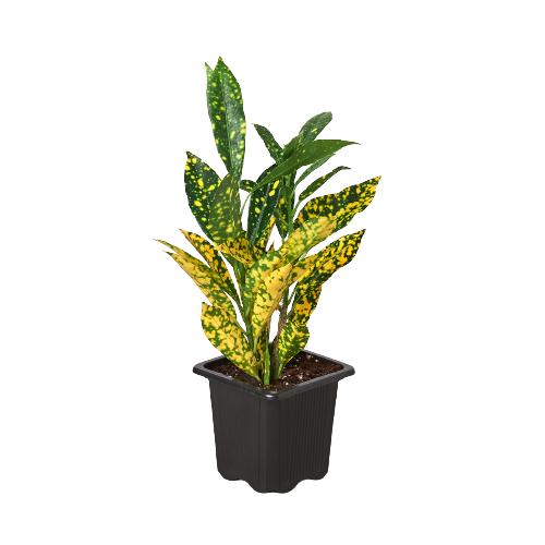 Gold Dust Croton — Speckled Tropical Foliage live plant
