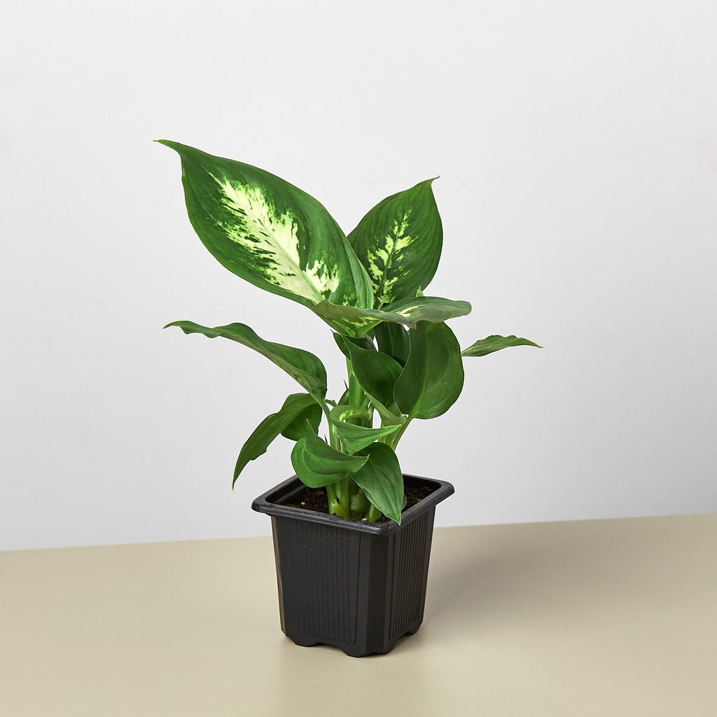 Camille Dieffenbachia — Bright Tropical Foliage live plant